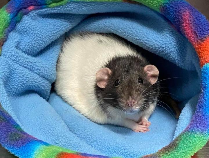 Brockport Veterinary Services Exceptional Veterinary Care